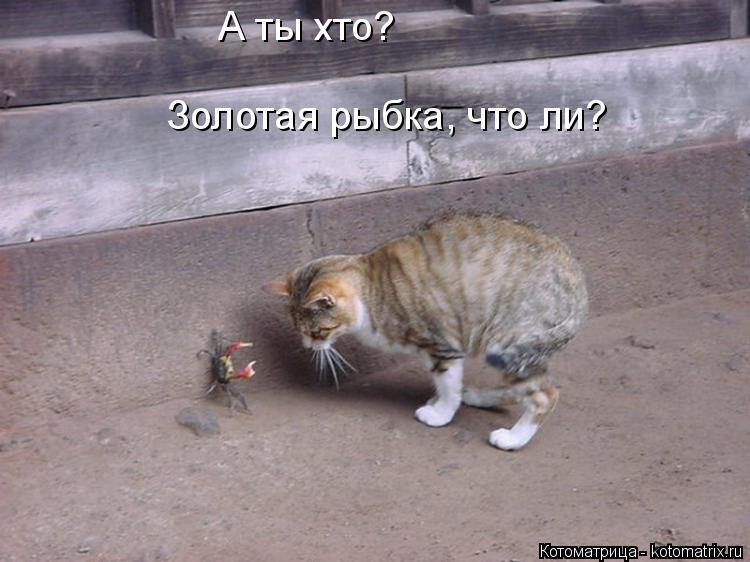 Котоматрица: Золотая рыбка, что ли? А ты хто?