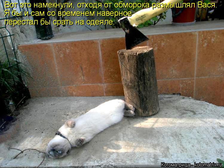 Котоматрица: Вот это намекнули, отходя от обморока размышлял Вася. Я бы и сам со временем наверное  перестал бы срать на одеяле.