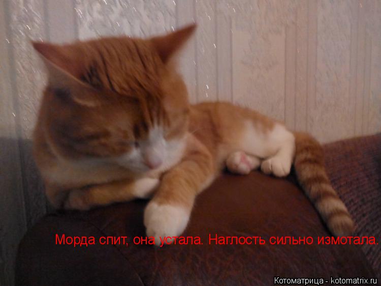 Котоматрица: Морда спит, она устала. Наглость сильно измотала. Морда спит, она устала. Наглость сильно измотала.