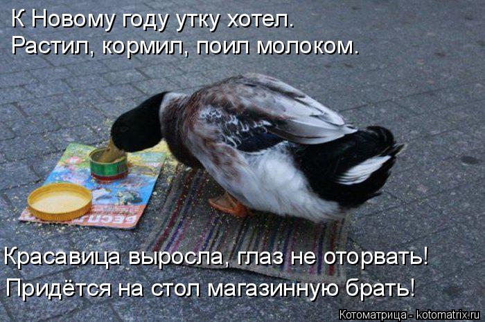 Котоматрица: К Новому году утку хотел.  Растил, кормил, поил молоком. Красавица выросла, глаз не оторвать! Придётся на стол магазинную брать!