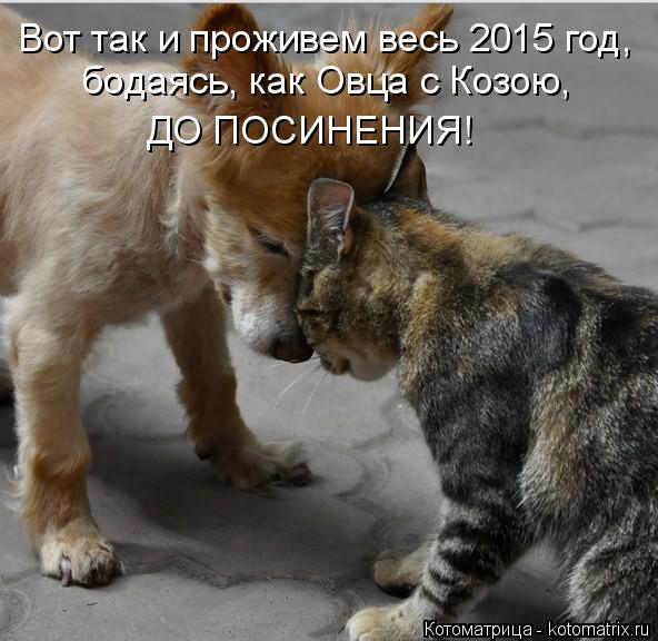Котоматрица: Вот так и проживем весь 2015 год, бодаясь, как Овца с Козою, ДО ПОСИНЕНИЯ!