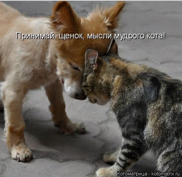 Котоматрица: Принимай, щенок, мысли мудрого кота!