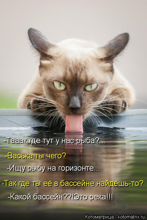 -Тааак,где тут у нас рыба?... -Васька,ты чего? -Ищу рыбу на горизонте... -Так где ты её в бассейне на... Котоматрица: -Тааак,где тут у нас рыба?... -Васька,ты чего? -Ищу рыбу на горизонте... -Так где ты её в бассейне найдёшь-то? -Какой бассейн??!Это река!!!
