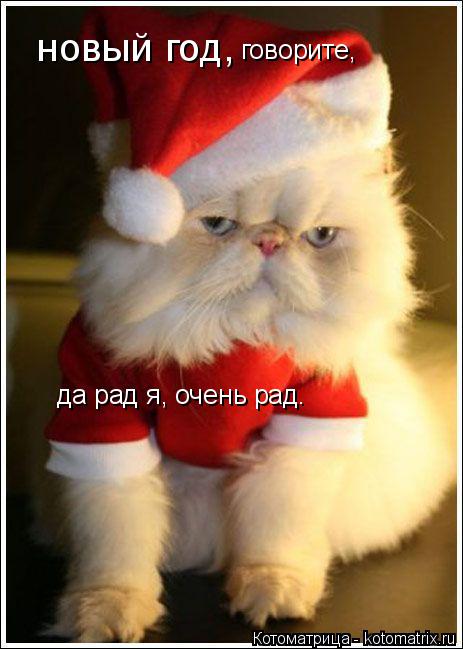 Котоматрица: новый год,  говорите, да рад я, очень рад.