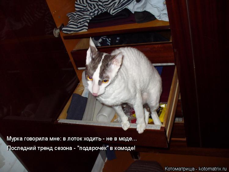 Котоматрица: Мурка говорила мне: в лоток ходить - не в моде... Последний тренд сезона - "подарочек" в комоде!