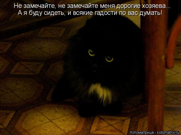 Котоматрица: Не замечайте, не замечайте меня дорогие хозяева... А я буду сидеть, и всякие гадости по вас думать!