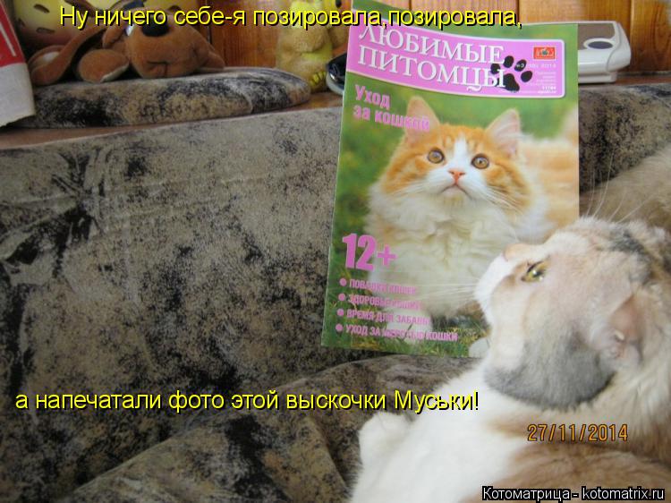 Ну ничего себе-я позировала,позировала, а напечатали фото этой выскочки Муськи!... Котоматрица: Ну ничего себе-я позировала,позировала, а напечатали фото этой выскочки Муськи!