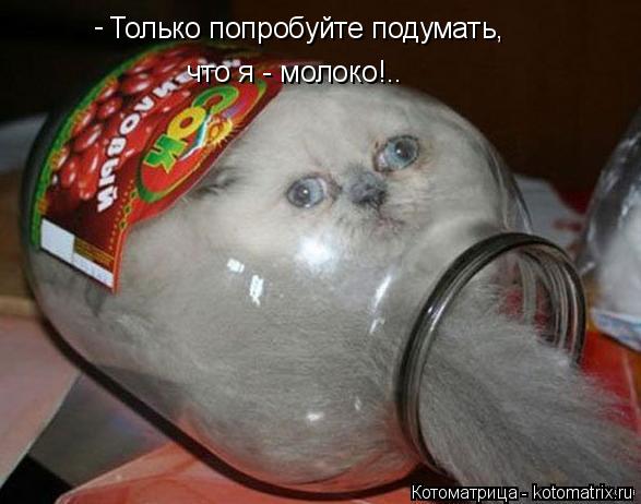 Только попробуйте подумать, - что я - молоко!..... Котоматрица: Только попробуйте подумать, - что я - молоко!..