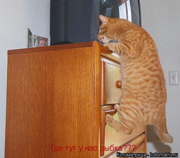 Где тут у нас рыбка???... Котоматрица: Где тут у нас рыбка???