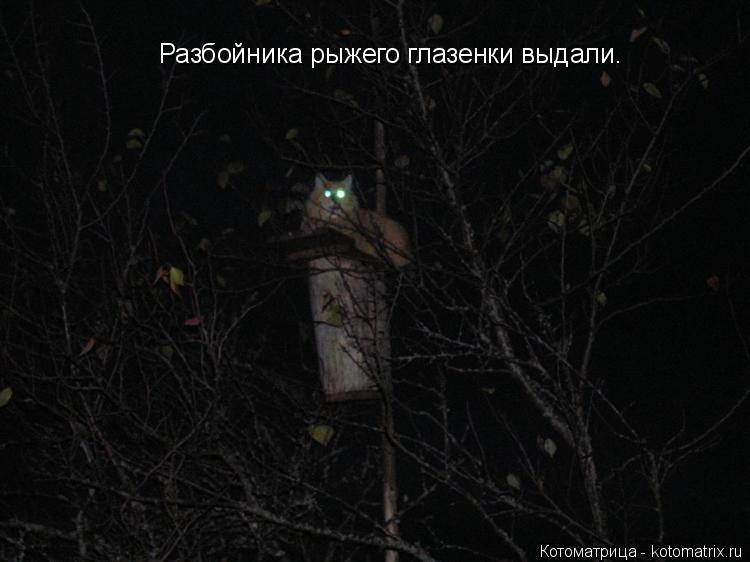 Котоматрица: Разбойника рыжего глазенки выдали.