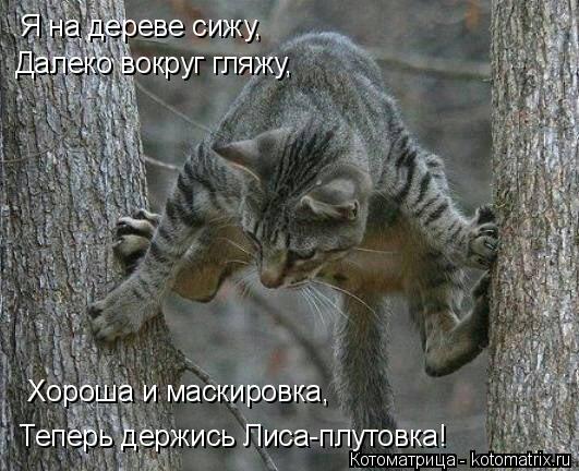 Котоматрица: Я на дереве сижу,  Далеко вокруг гляжу, Хороша и маскировка, Теперь держись Лиса-плутовка!