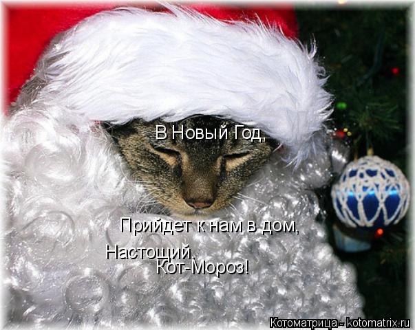Котоматрица: В Новый Год, Прийдет к нам в дом, Настощий, Кот-Мороз!