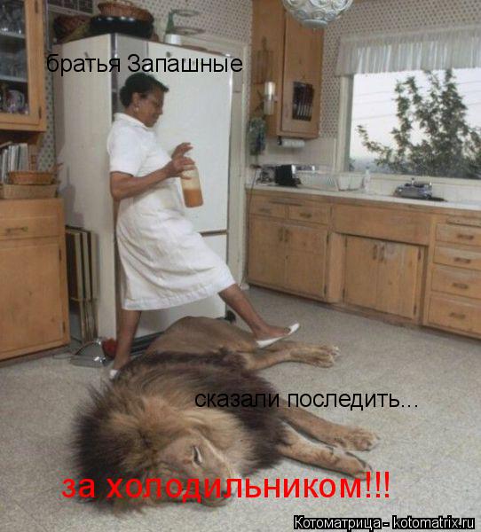 братья Запашные сказали последить... за холодильником!!!... Котоматрица: братья Запашные сказали последить... за холодильником!!!