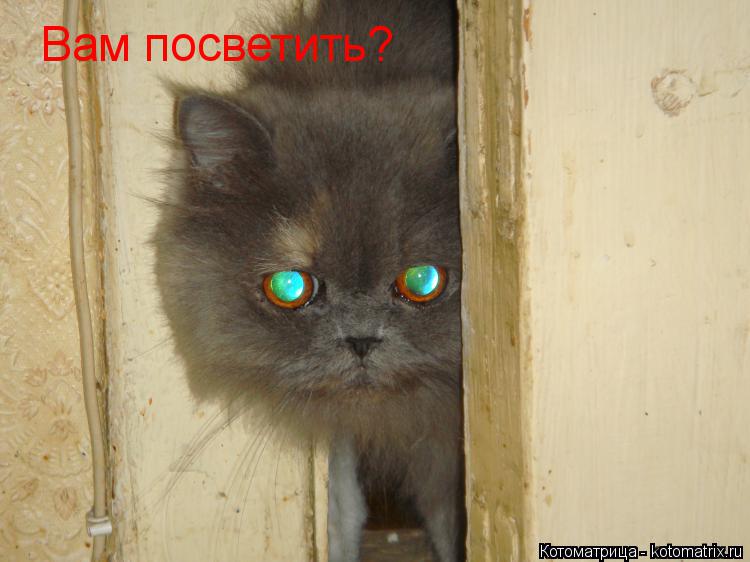 Вам посветить?... Котоматрица: Вам посветить?
