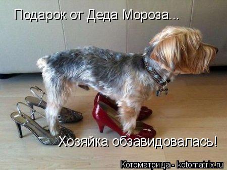 Котоматрица: Подарок от Деда Мороза... Хозяйка обзавидовалась!