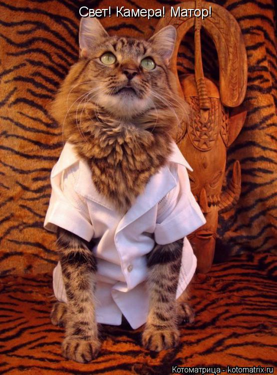 Котоматрица: Свет! Камера! Матор!