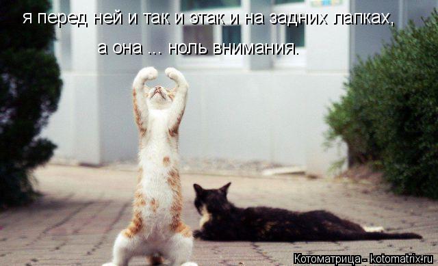 Котоматрица: я перед ней и так и этак и на задних лапках, а она ... ноль внимания.