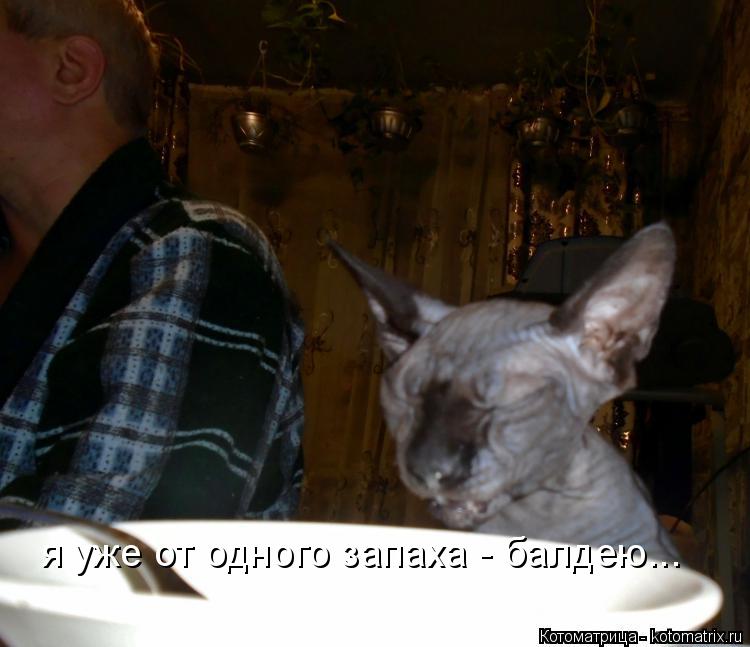 Котоматрица: я уже от одного запаха - балдею...