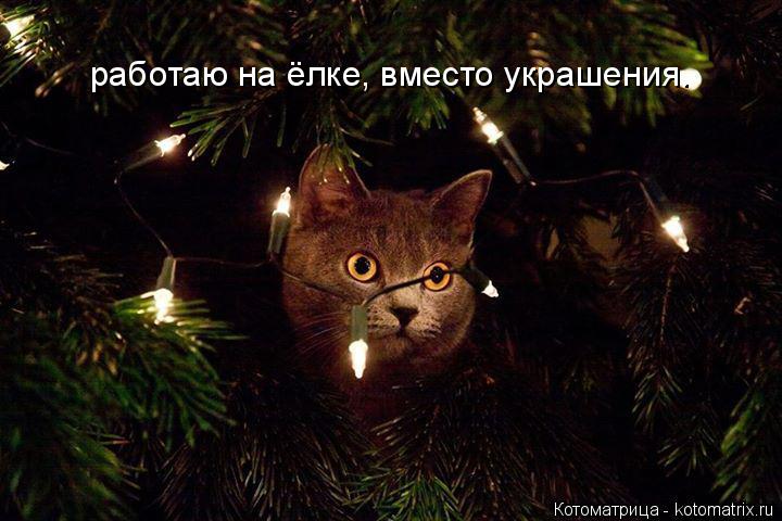 Котоматрица: работаю на ёлке, вместо украшения.