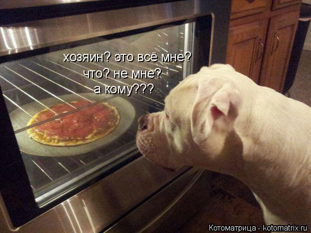 Котоматрица: хозяин? это всё мне? что? не мне? а кому???