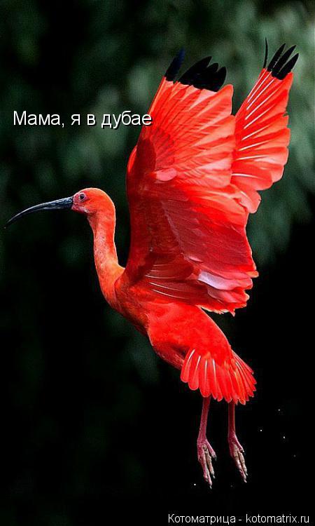 Котоматрица: Мама, я в дубае