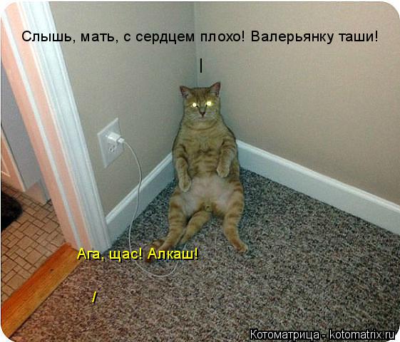 Котоматрица: I Слышь, мать, с сердцем плохо! Валерьянку таши! / Ага, щас! Алкаш!
