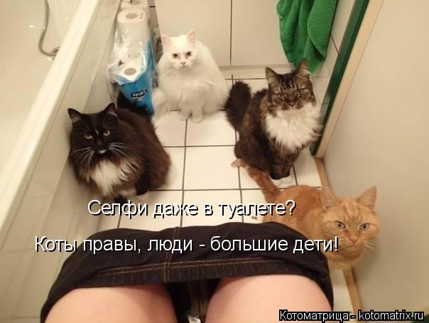 Котоматрица: Селфи даже в туалете? Коты правы, люди - большие дети!