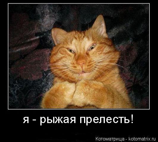 Котоматрица: я - рыжая прелесть!