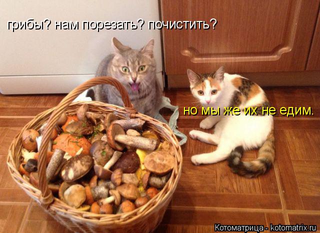 Котоматрица: грибы? нам порезать? почистить? но мы же их не едим.