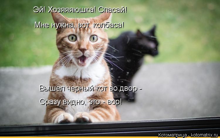Котоматрица: Эй! Хозяяяюшка! Спасай! Мне нужна, вот, колбаса! Вышел черный кот во двор - Сразу видно, это - вор!