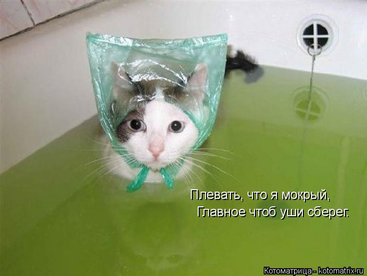 Котоматрица: Плевать, что я мокрый,  Главное чтоб уши сберег.