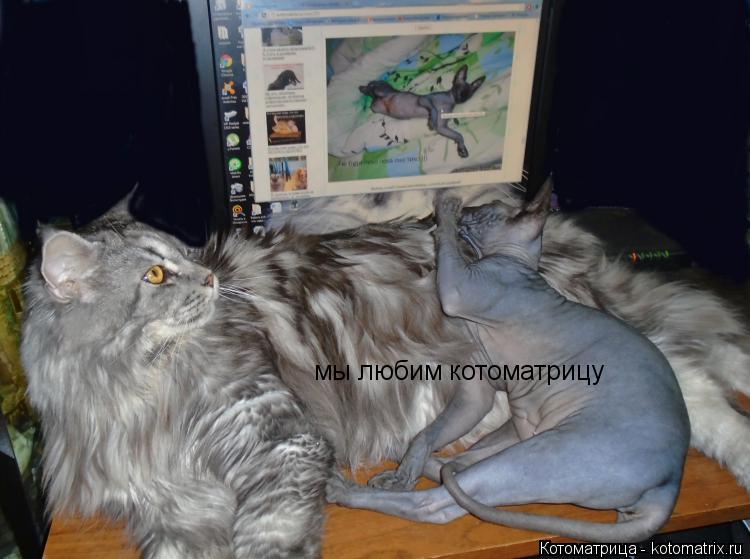 Котоматрица: мы любим котоматрицу