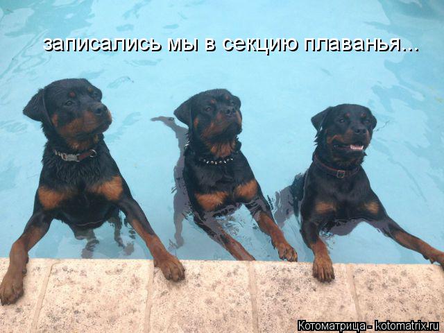 Котоматрица: записались мы в секцию плаванья...