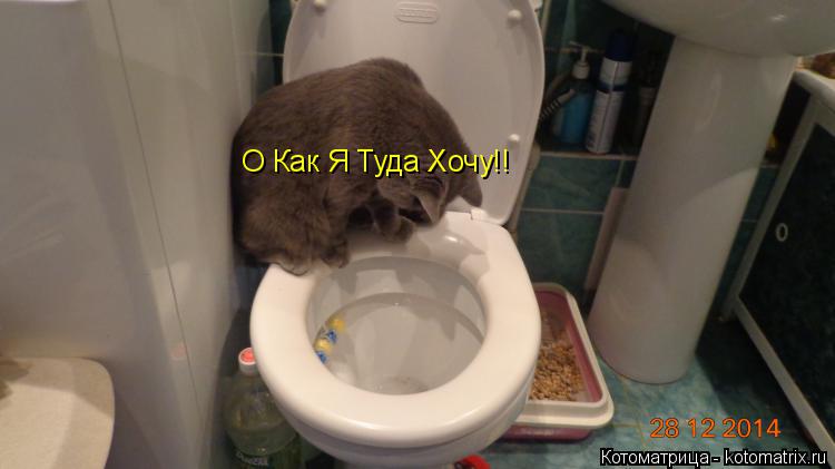 Котоматрица: О Как Я Туда Хочу!! О Как Я Туда Хочу!!