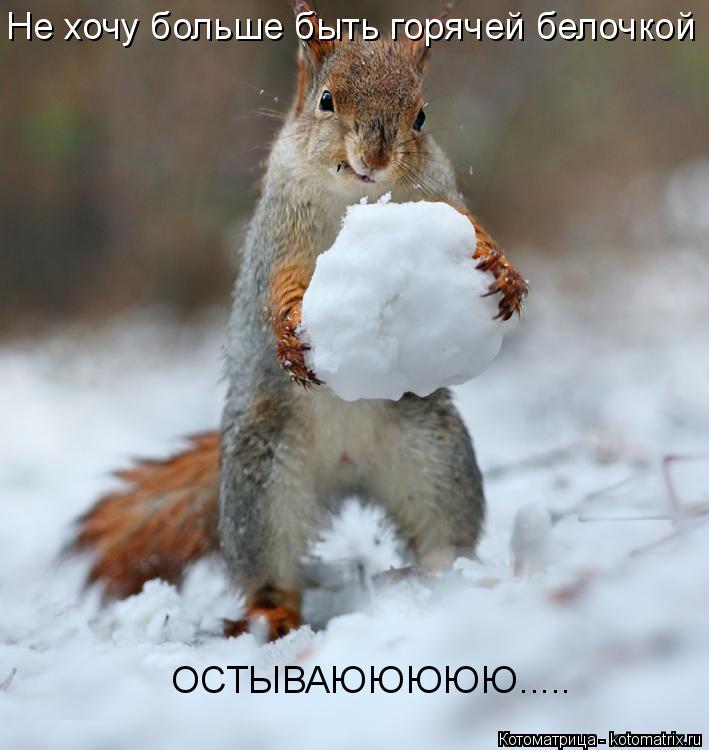Котоматрица: Не хочу больше быть горячей белочкой ОСТЫВАЮЮЮЮЮ.....