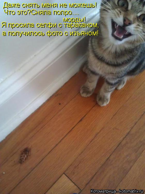 Котоматрица: Даже снять меня не можешь! Что это?Сняла полро.... морды! Я просила селфи с тараканом, а получилось фото с изъяном!