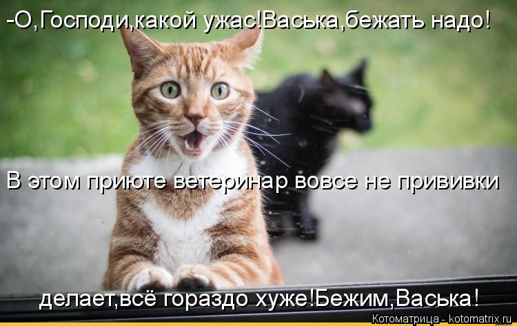 Котоматрица: -О,Господи,какой ужас!Васька,бежать надо! В этом приюте ветеринар вовсе не прививки делает,всё гораздо хуже!Бежим,Васька!