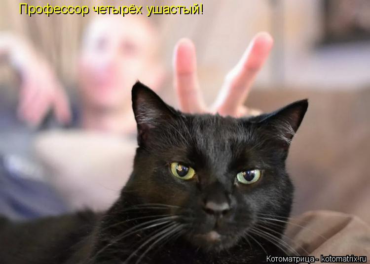Котоматрица: Профессор четырёх ушастый!
