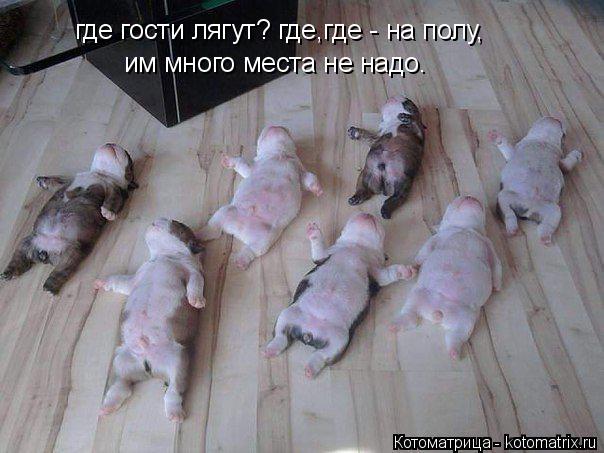 Котоматрица: где гости лягут? где,где - на полу, им много места не надо.