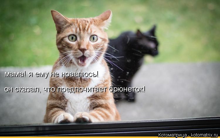 Котоматрица: он сказал, что предпочитает брюнеток! мама! я ему не нравлюсь!
