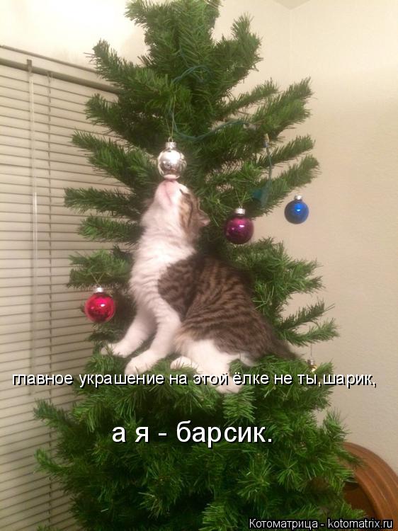 Котоматрица: главное украшение на этой ёлке не ты,шарик, а я - барсик.