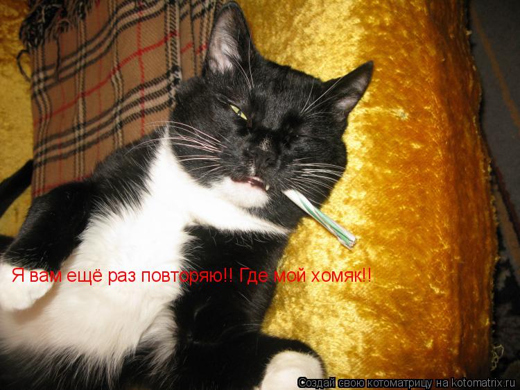 Котоматрица: Я вам ещё раз повторяю!! Где мой хомяк!!