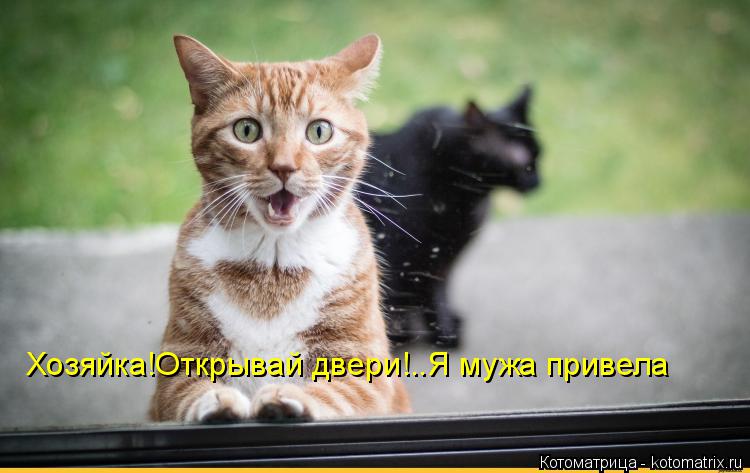 Котоматрица: Хозяйка!Открывай двери!..Я мужа привела