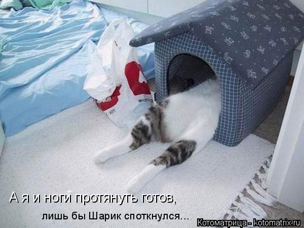 Котоматрица: А я и ноги протянуть готов, лишь бы Шарик споткнулся...