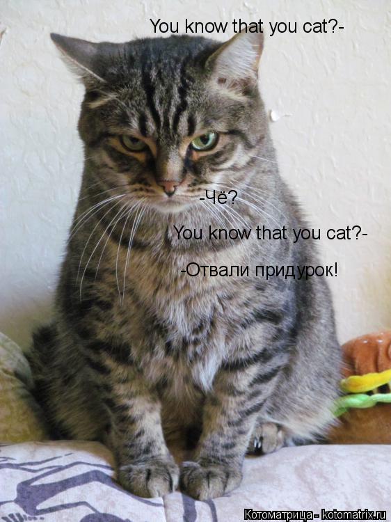 Котоматрица: You know that you cat?- -Чё? You know that you cat?- -Отвали придурок!
