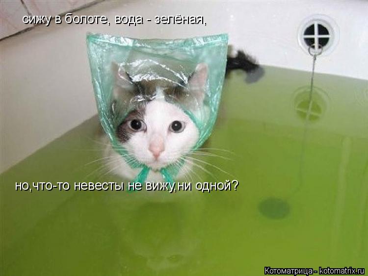 Котоматрица: сижу в болоте, вода - зелёная, но,что-то невесты не вижу,ни одной?