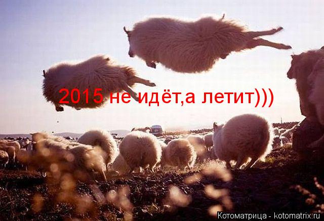 2015 не идёт,а летит)))... Котоматрица: 2015 не идёт,а летит)))