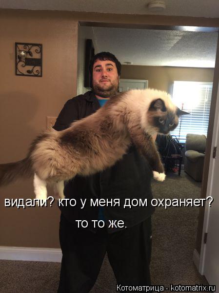 Котоматрица: видали? кто у меня дом охраняет? то то же.