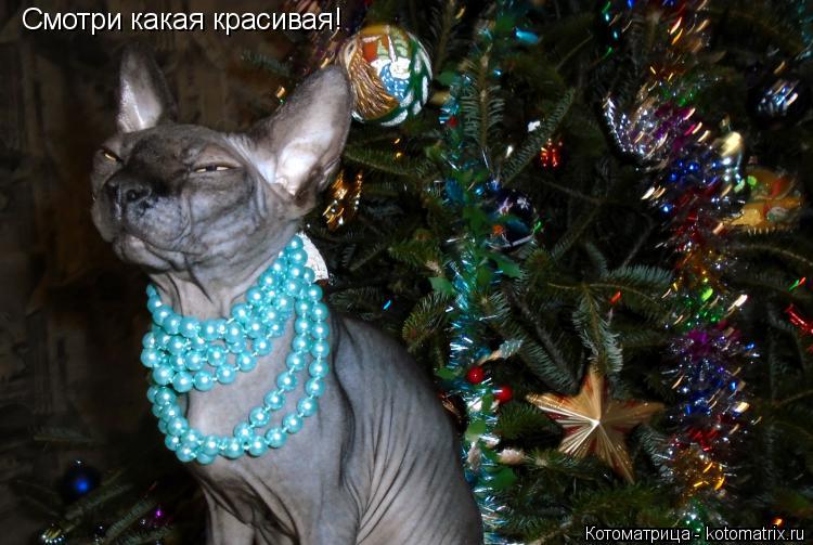 Котоматрица: Смотри какая красивая!