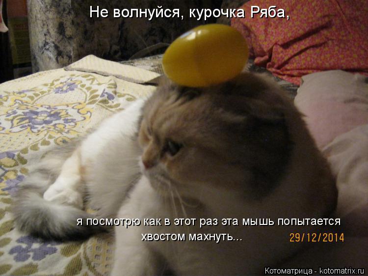 Не волнуйся, курочка Ряба, я посмотрю как в этот раз эта мышь попытается хвостом махнуть...... Котоматрица: Не волнуйся, курочка Ряба, я посмотрю как в этот раз эта мышь попытается хвостом махнуть...